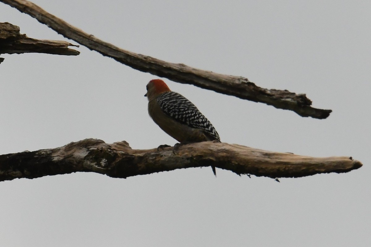 Pic à couronne rouge - ML78185111