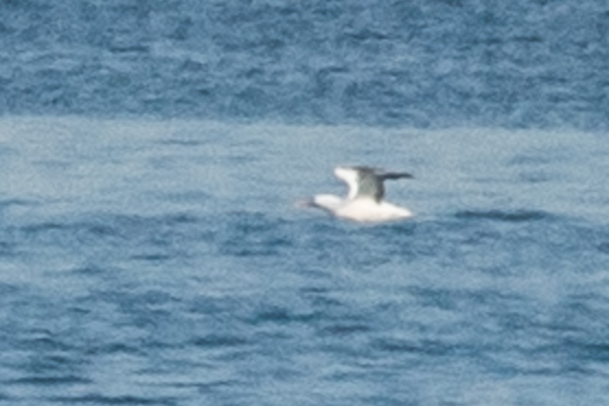 Nazca Booby - ML78185871