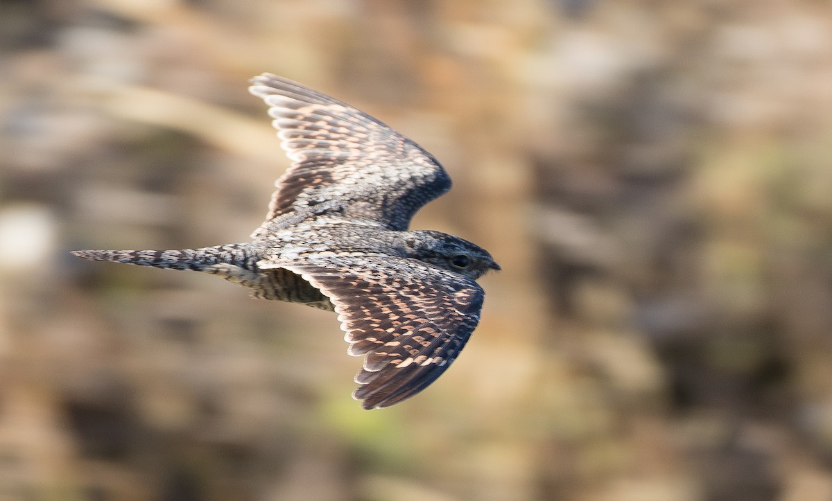 Lesser Nighthawk - ML78186051