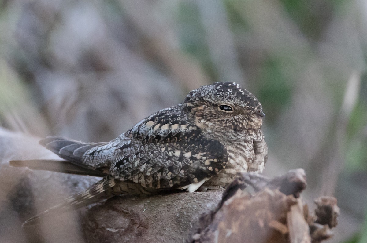 Lesser Nighthawk - ML78186061