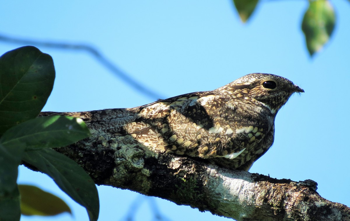 Lesser Nighthawk - ML78186451