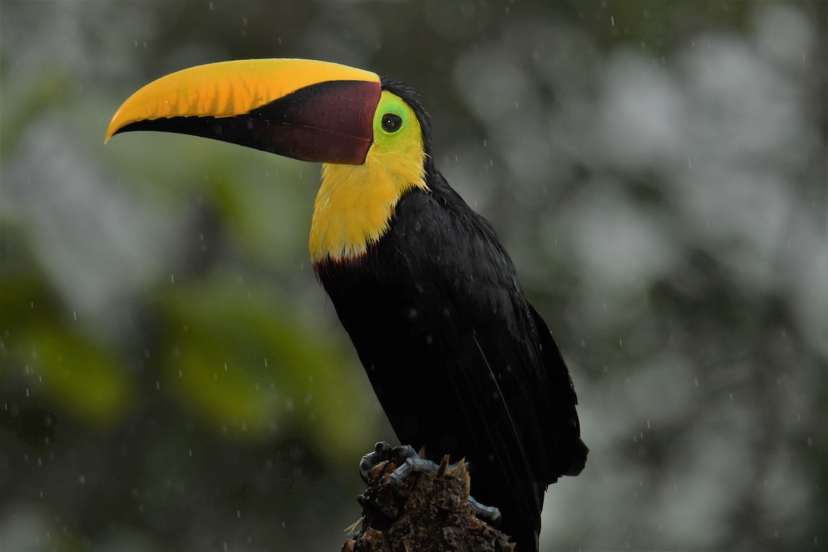 Yellow-throated Toucan - ML78186481