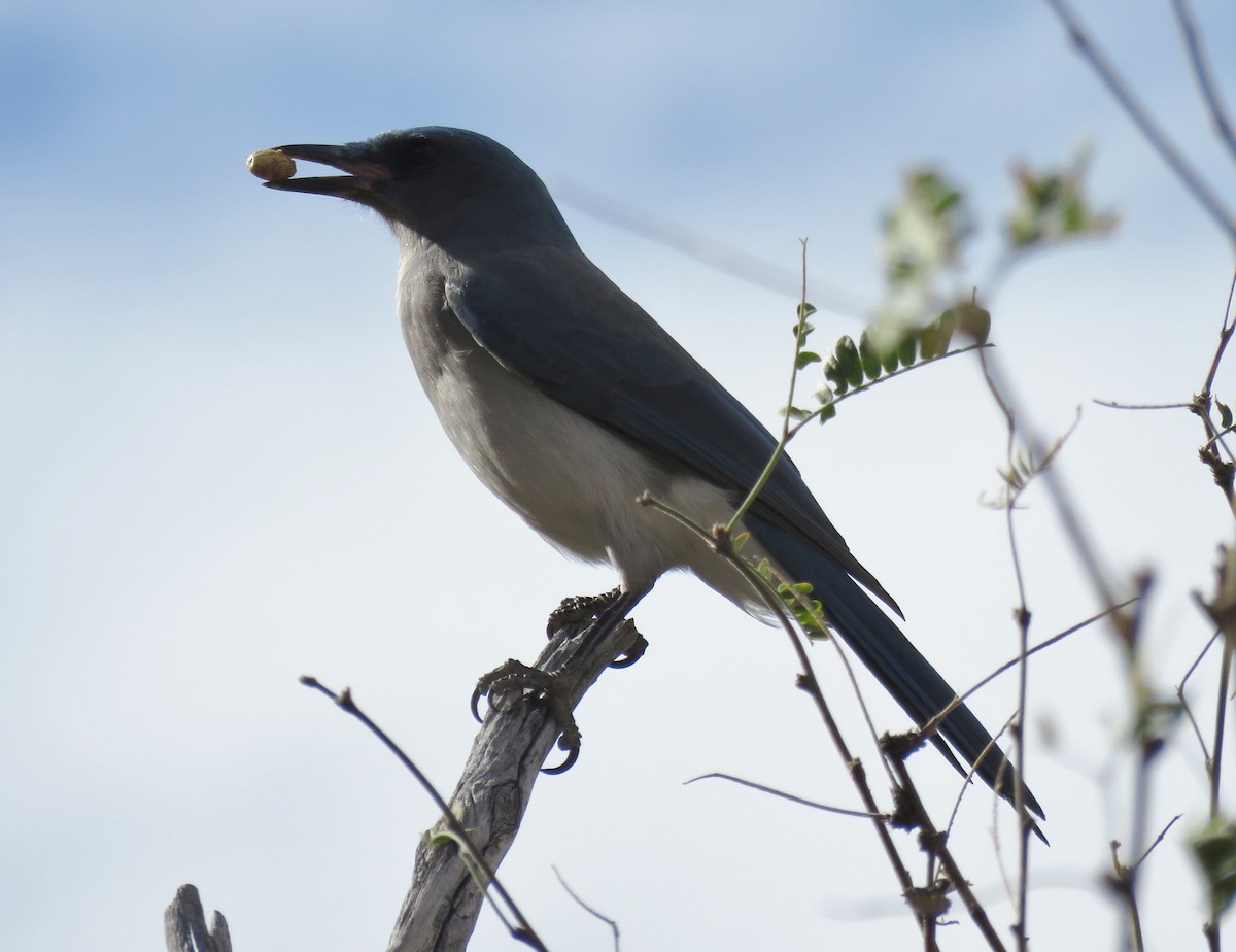 Mexican Jay - ML78186871