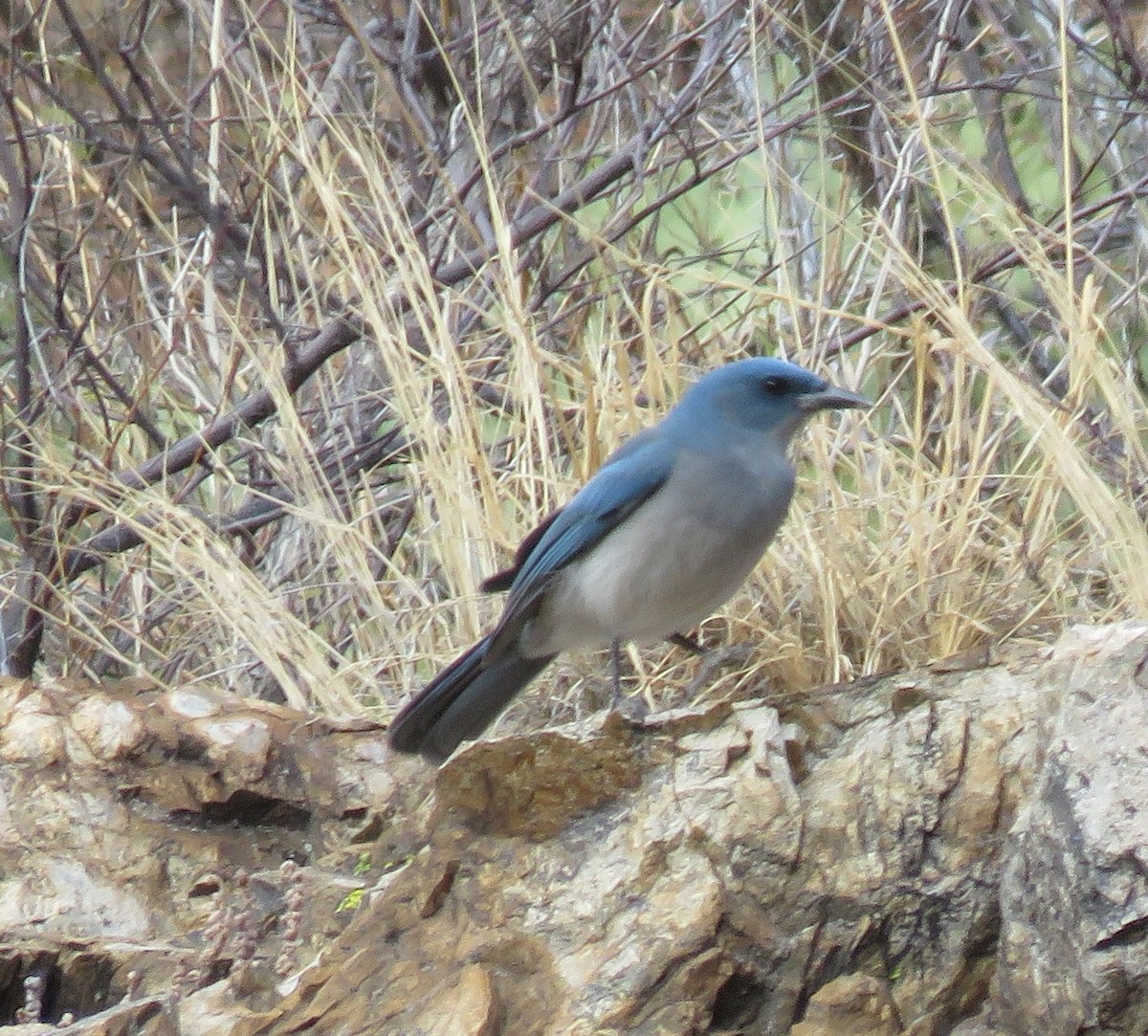 Mexican Jay - ML78186881