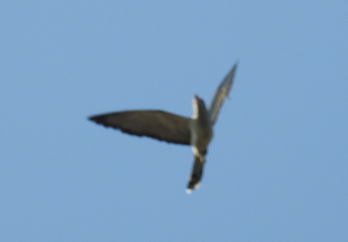 Channel-billed Cuckoo - Colin Trainor