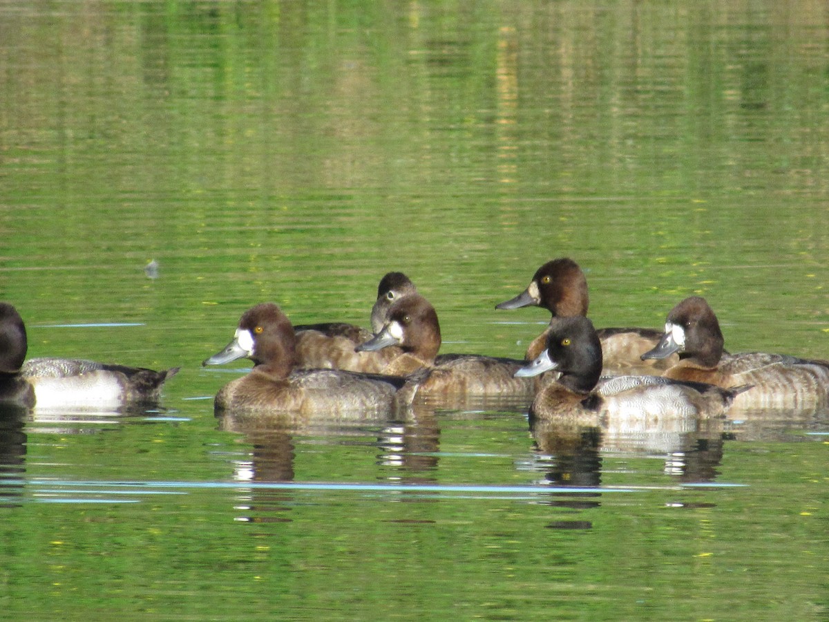 Lesser Scaup - Jafeth Zablah