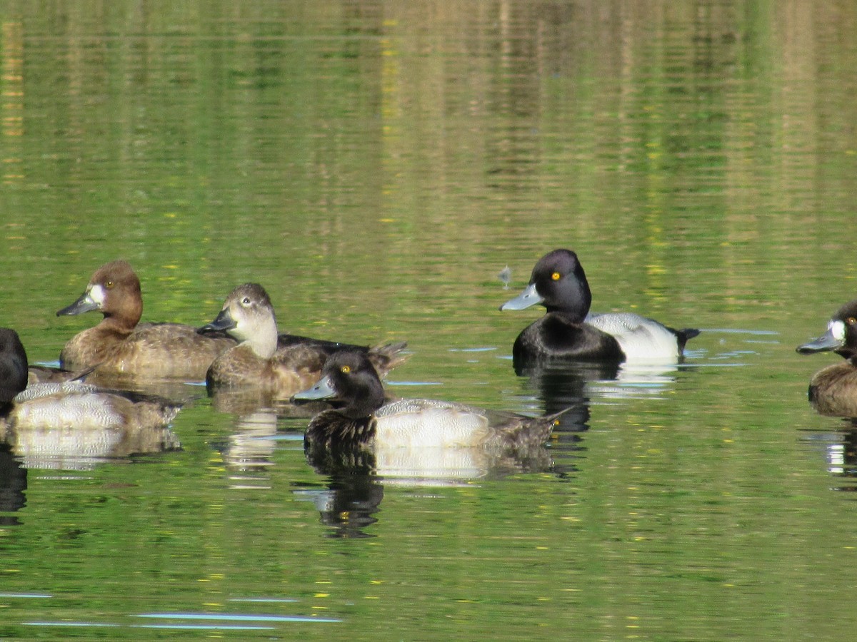 Lesser Scaup - Jafeth Zablah