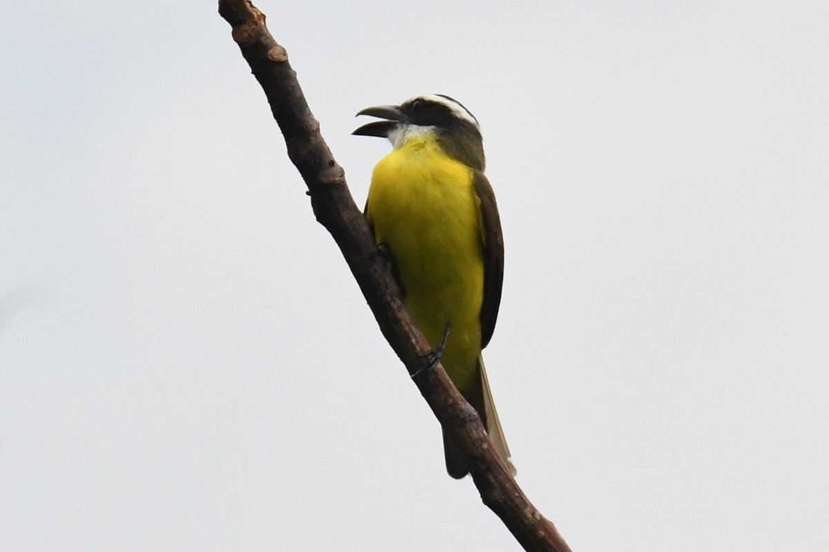 Great Kiskadee - ML78189701