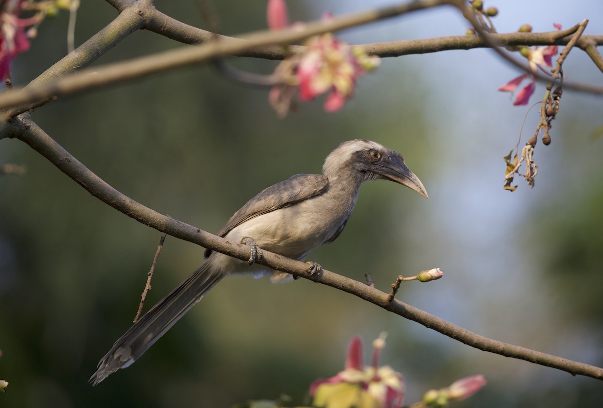 Indian Gray Hornbill - ML78190781