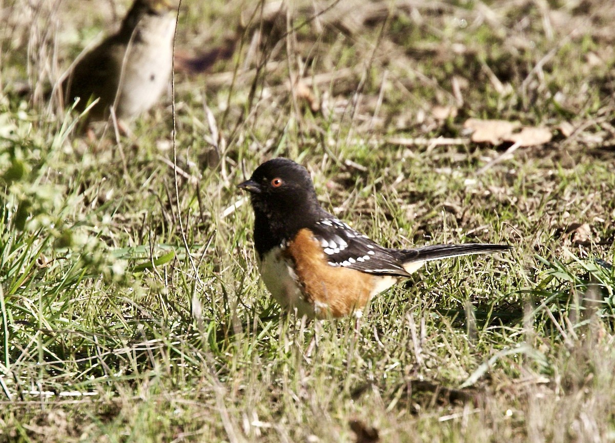 Spotted Towhee - Dave Bengston