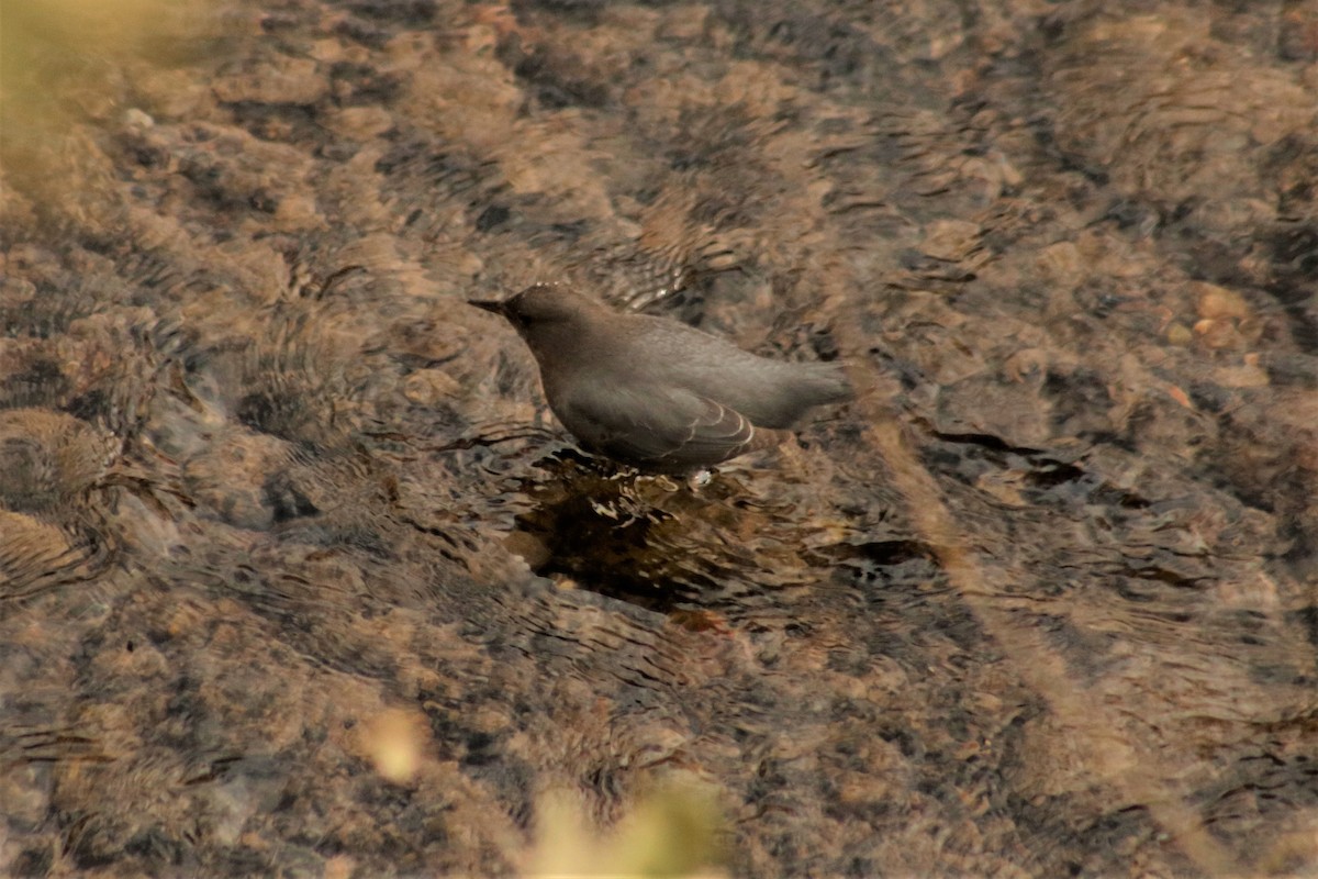 American Dipper - ML78192691