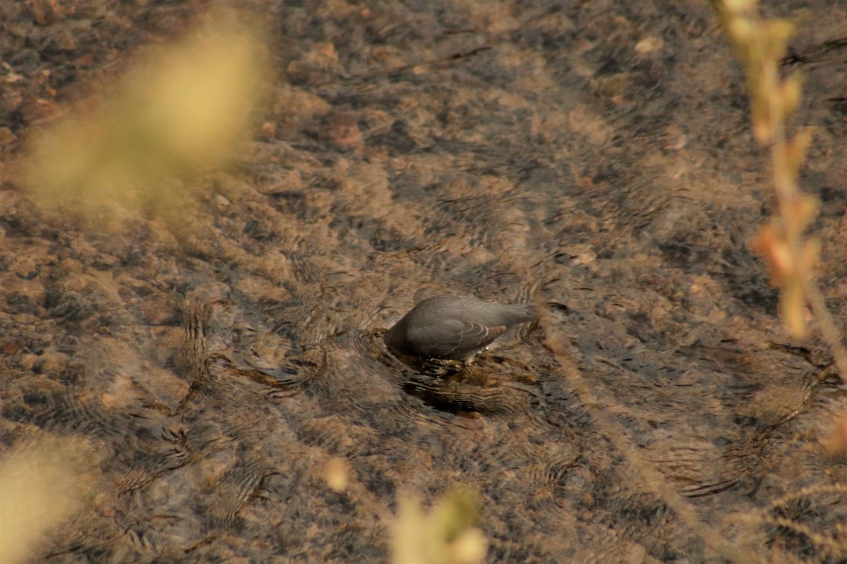 American Dipper - ML78192701