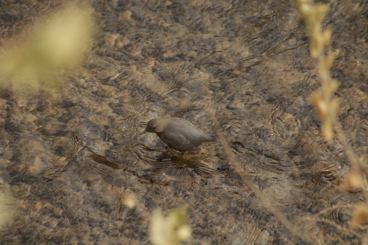 American Dipper - ML78192711