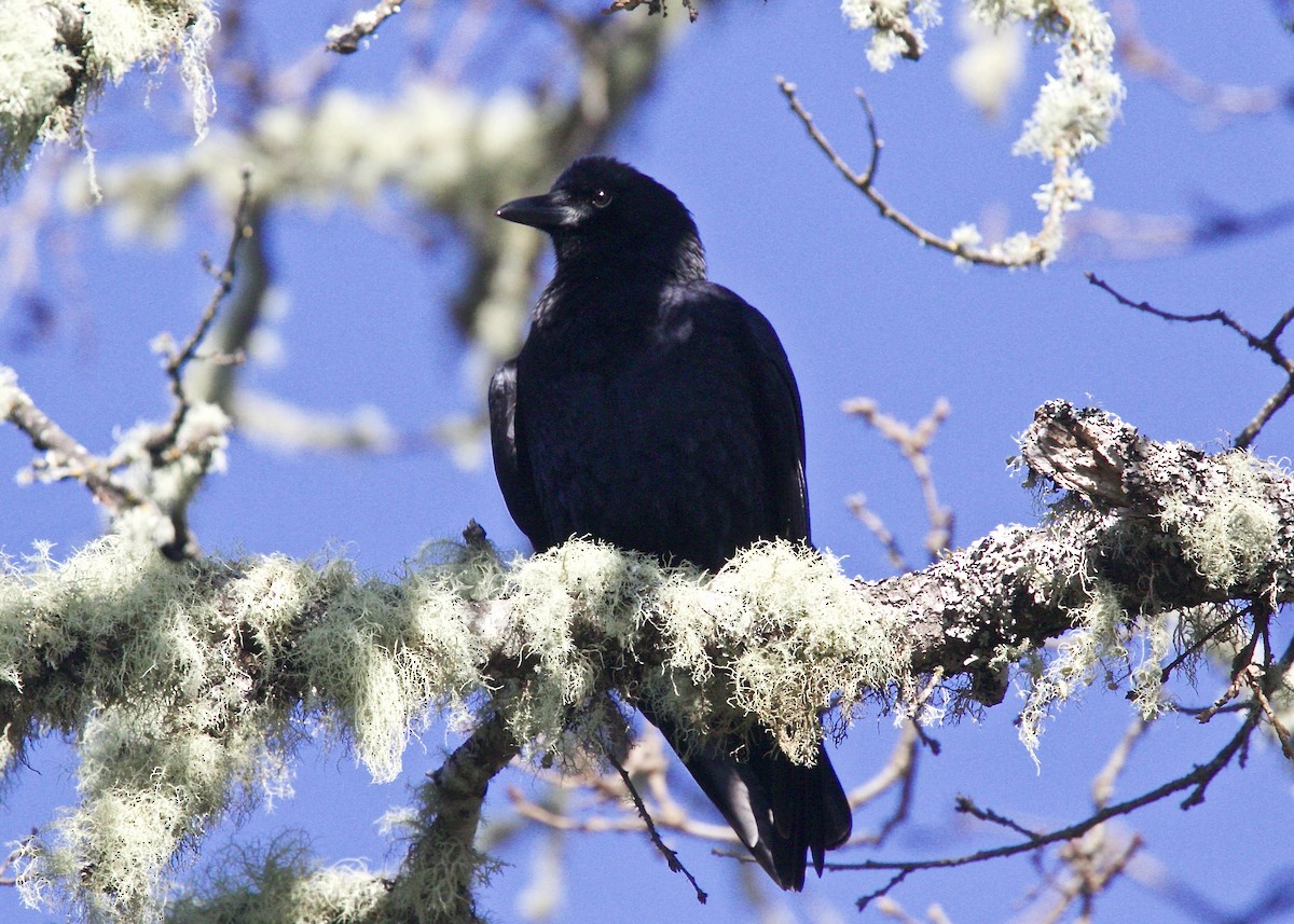 American Crow - ML78193621