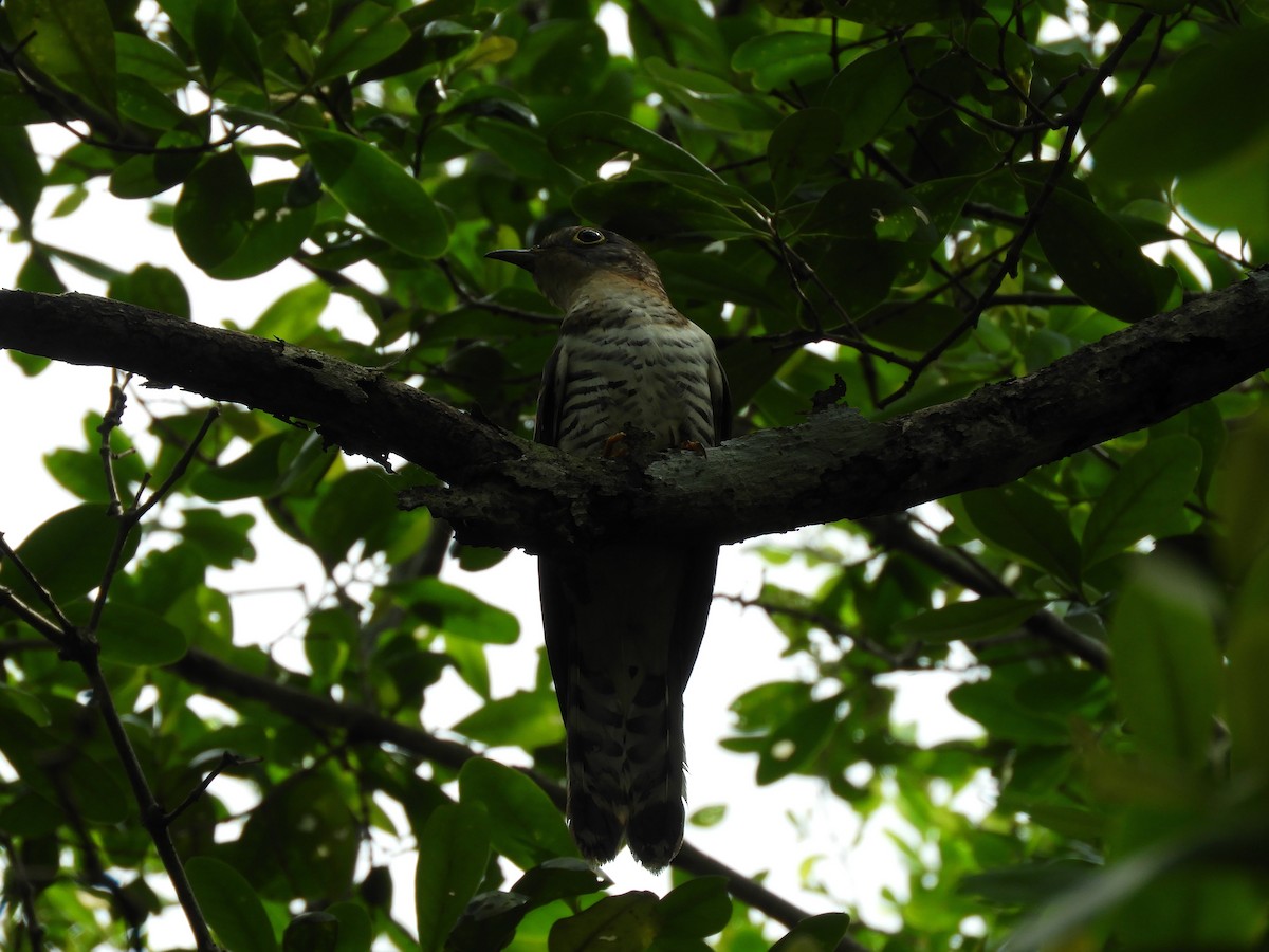 Indian Cuckoo - Oliver Tan