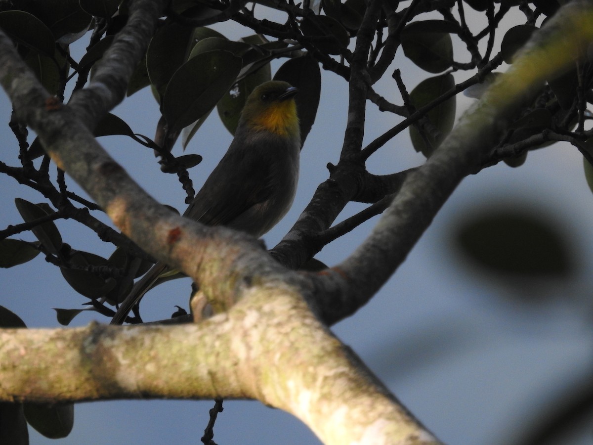 Yellow-throated Bulbul - Ashwin Viswanathan