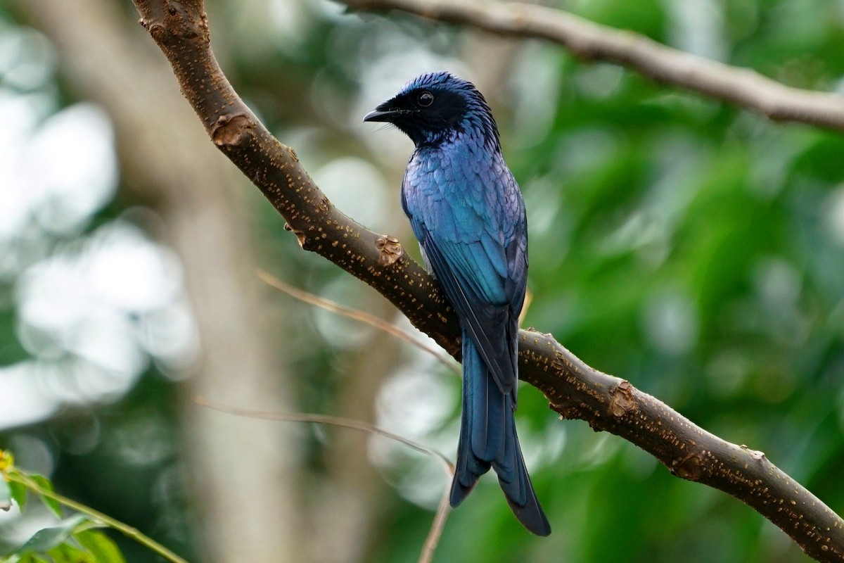 Drongo Bronceado - ML78195231