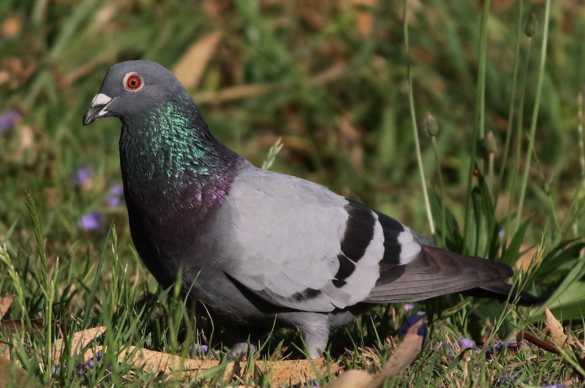 Rock Pigeon (Feral Pigeon) - ML78198041