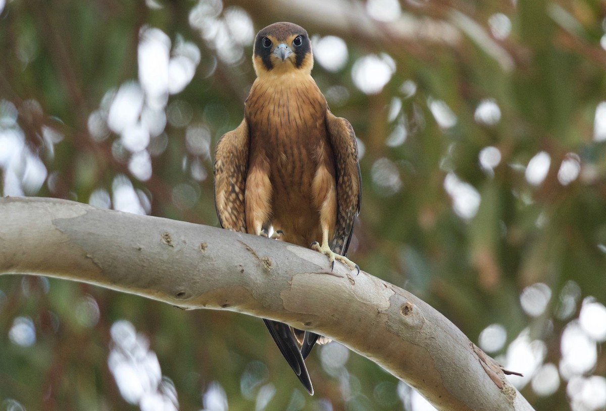 Australbaumfalke - ML78198131