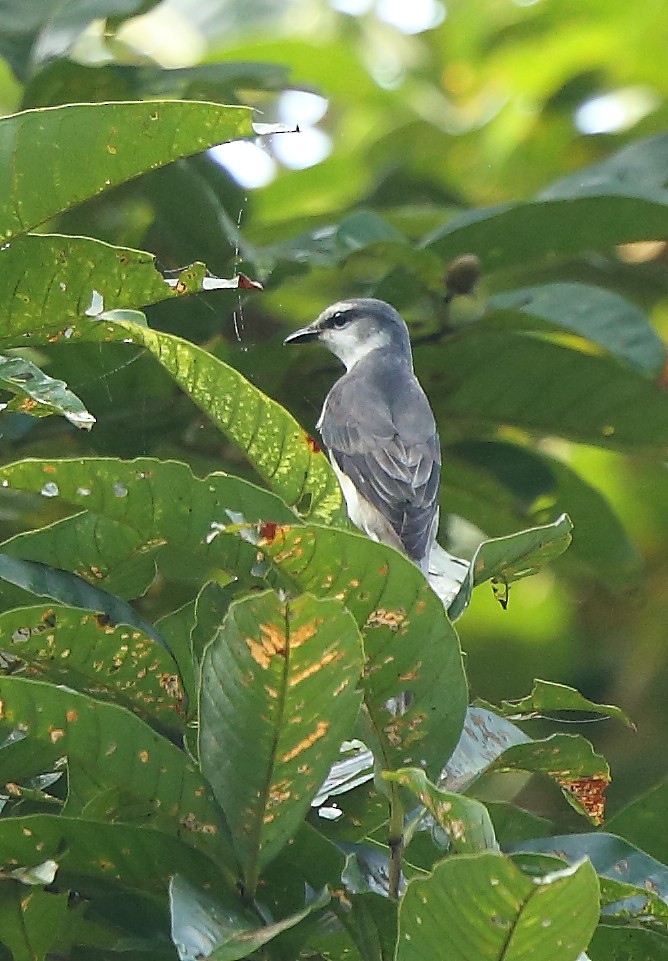 Kül Rengi Minivet - ML78199471