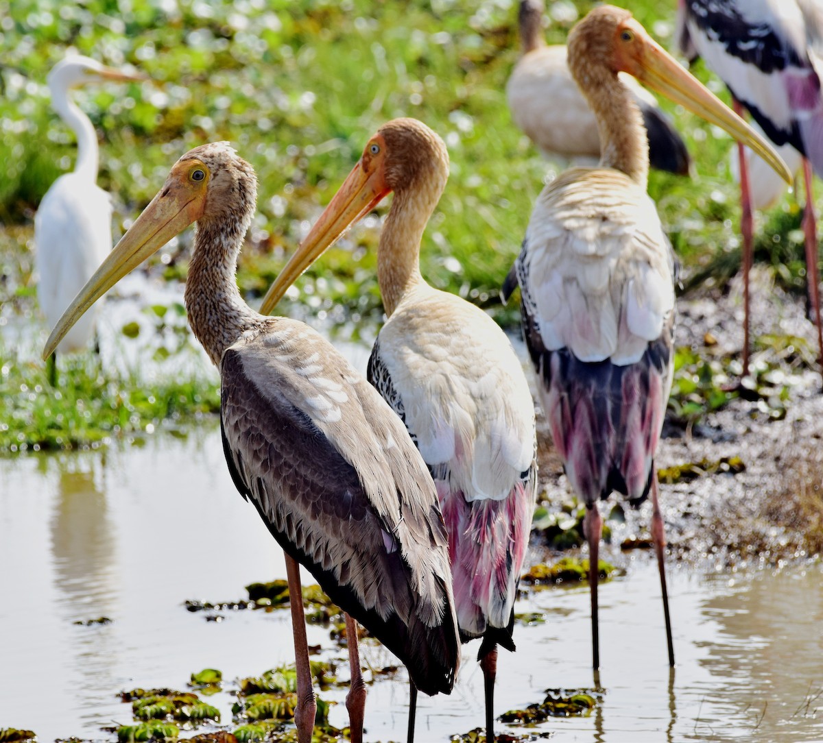 Painted Stork - mathew thekkethala