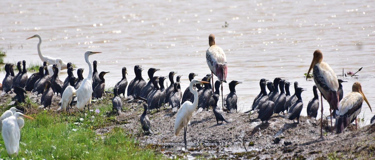 Indian Cormorant - mathew thekkethala
