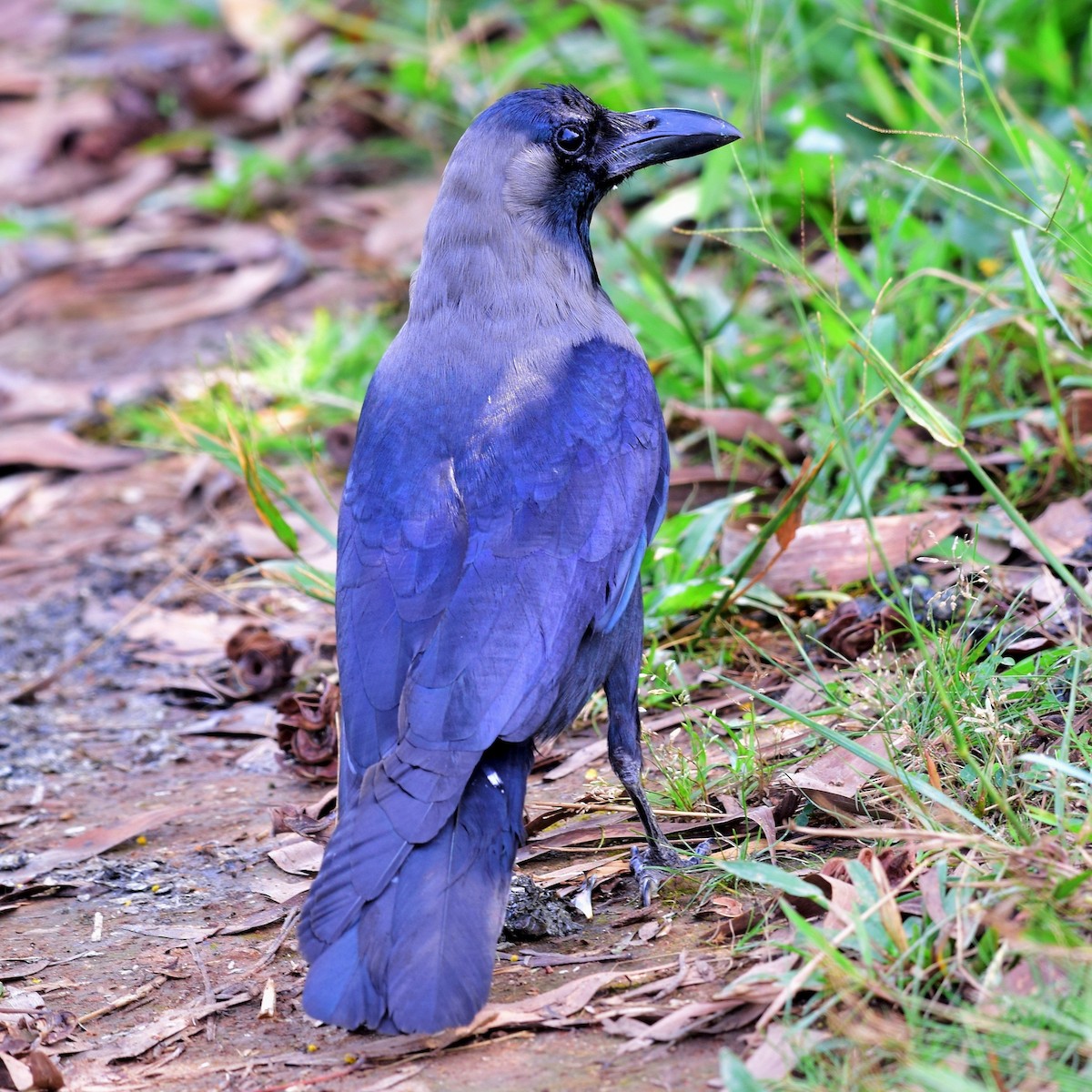 House Crow - mathew thekkethala