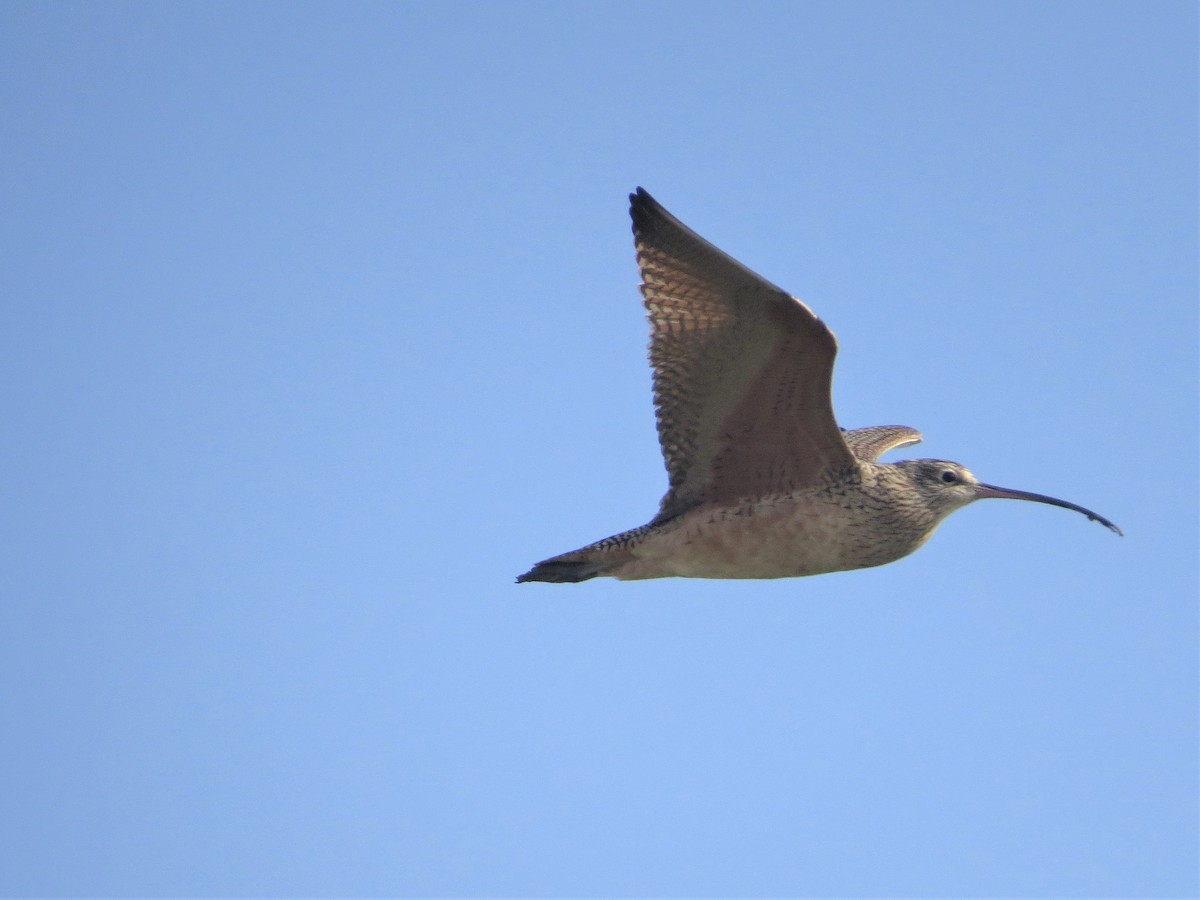 Long-billed Curlew - ML78204151
