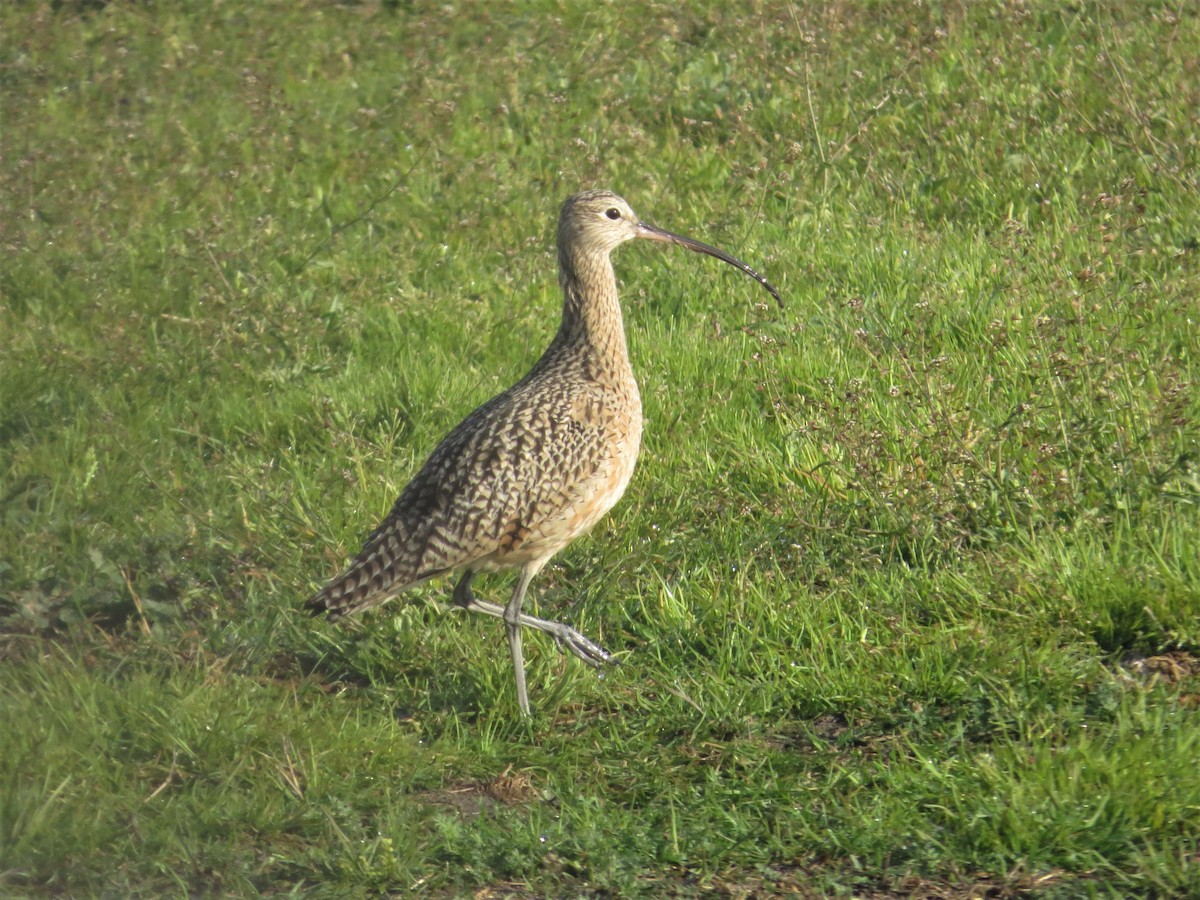 Long-billed Curlew - ML78204161