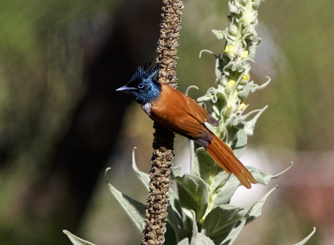 Indian Paradise-Flycatcher - ML78204261