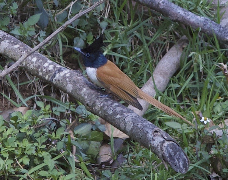 Indian Paradise-Flycatcher - ML78204291