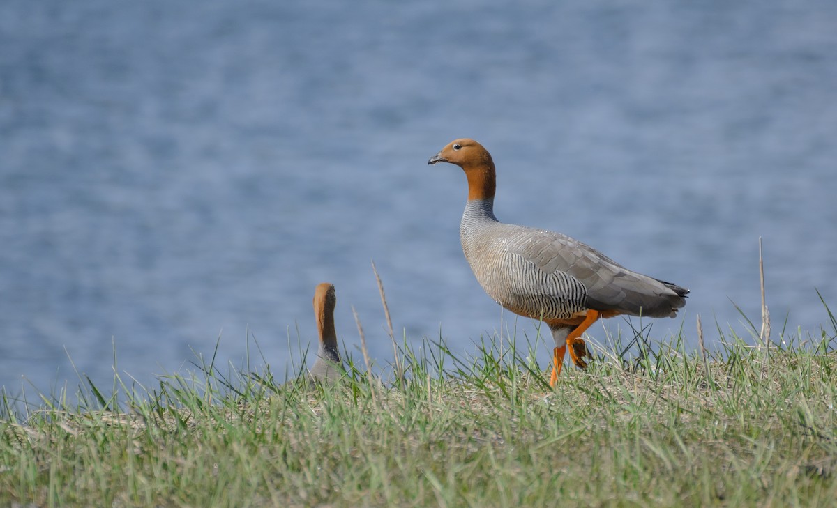 Ruddy-headed Goose - Pablo Gutiérrez Maier