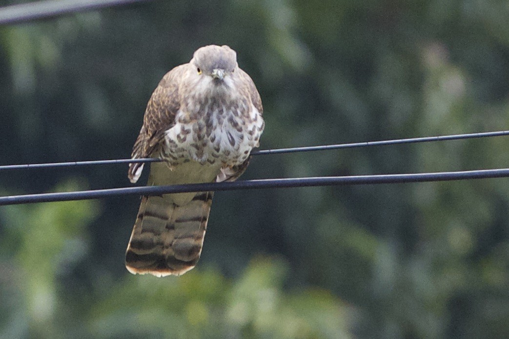 Common Hawk-Cuckoo - ML78206201