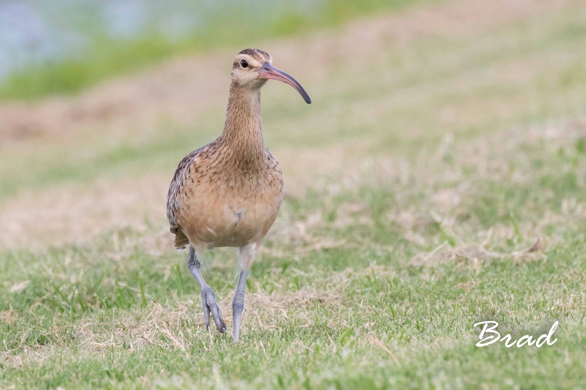 Bristle-thighed Curlew - Brad Argue