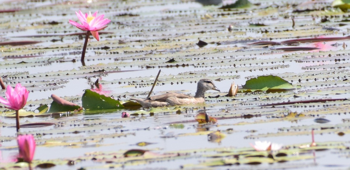 Cotton Pygmy-Goose - ML78207471