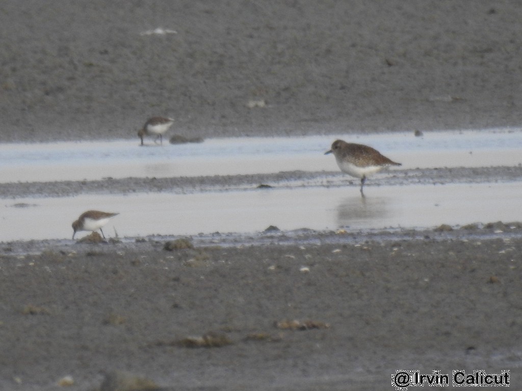 Black-bellied Plover - ML78208371