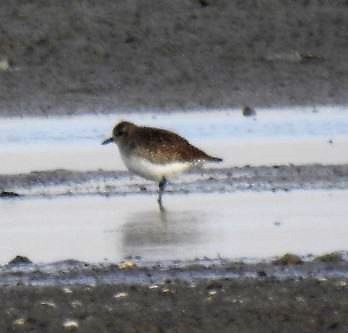 Black-bellied Plover - ML78208411