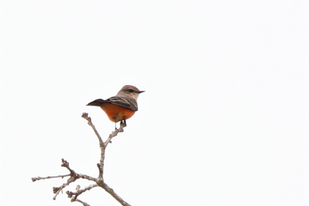 Vermilion Flycatcher - ML78209331