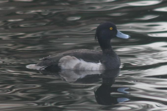Tufted Duck - ML78209701