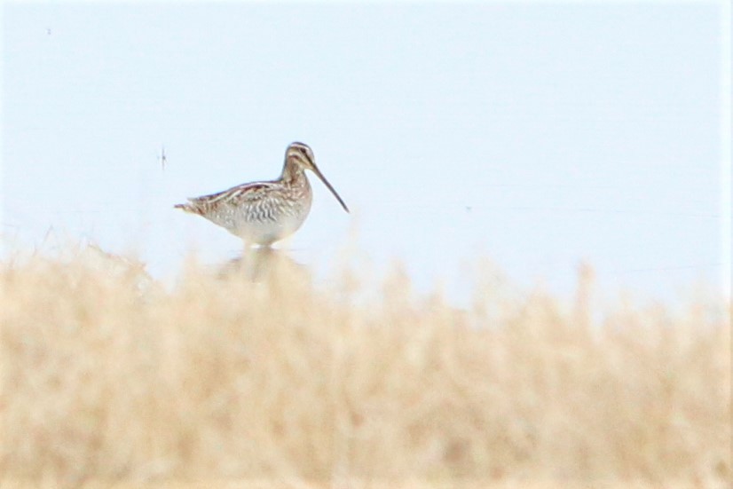 Wilson's Snipe - ML78209821