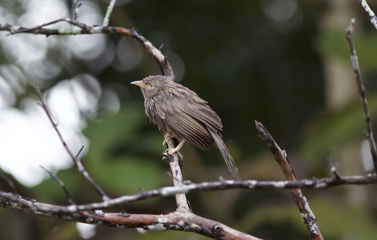 Jungle Babbler - ML78209851