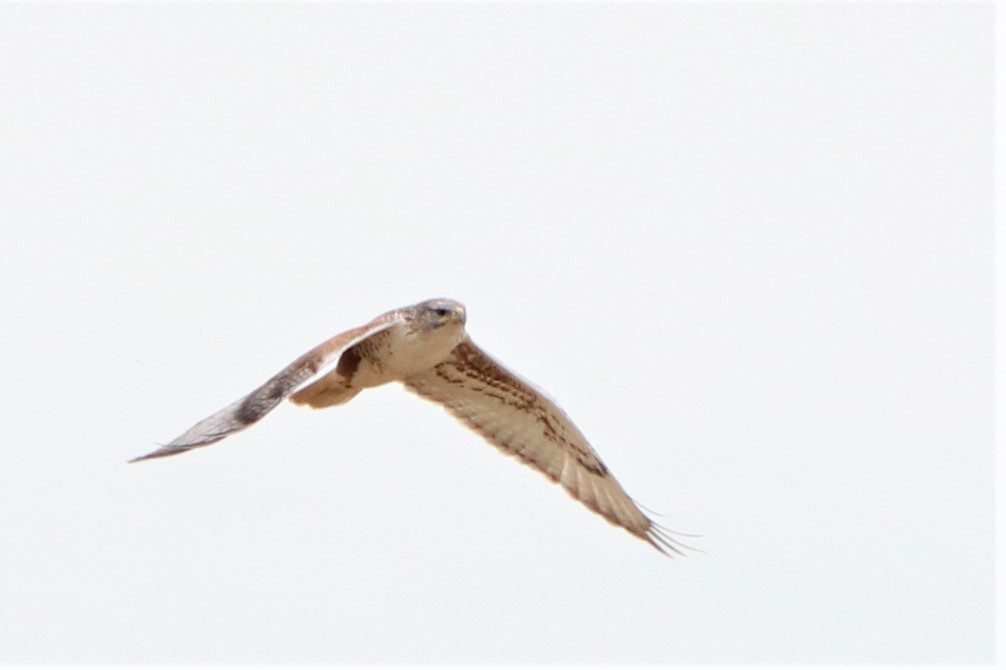 Königsbussard - ML78209891