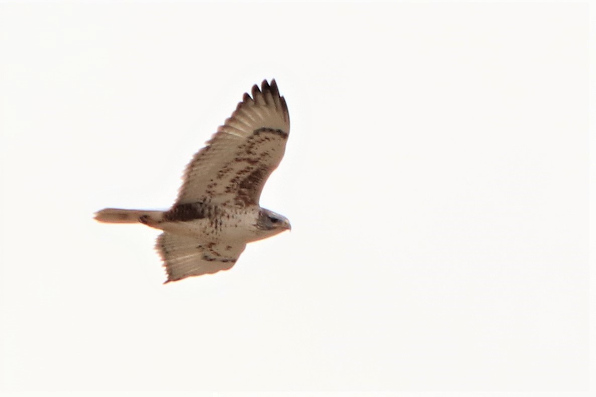 Ferruginous Hawk - ML78209911