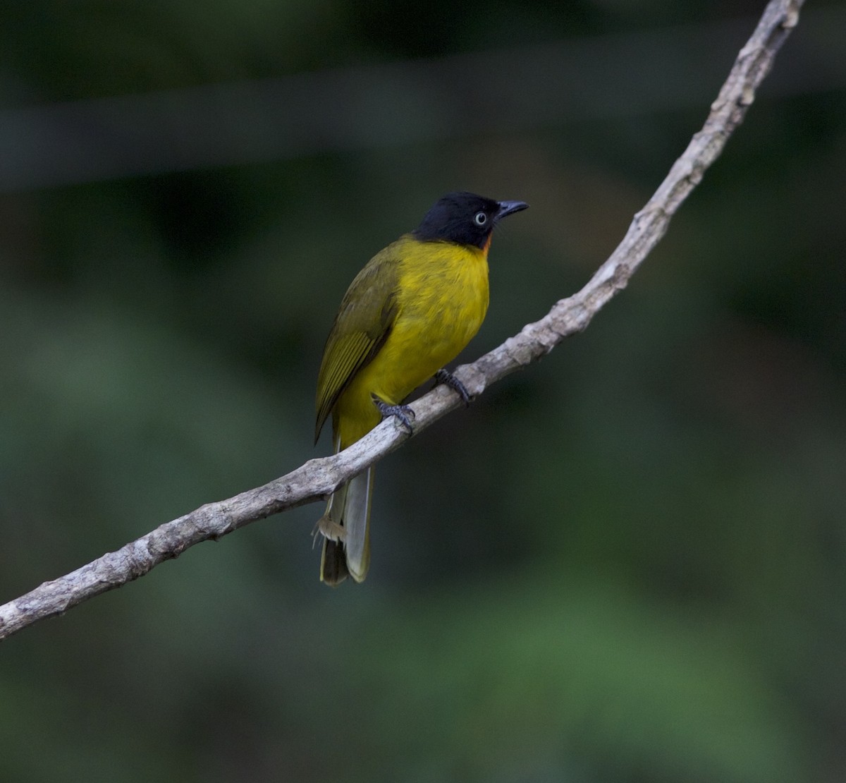 Flame-throated Bulbul - jaya samkutty