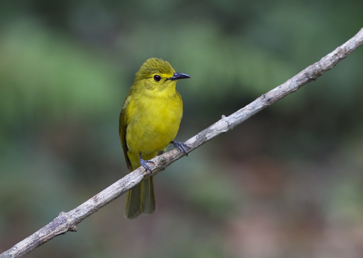 Yellow-browed Bulbul - jaya samkutty