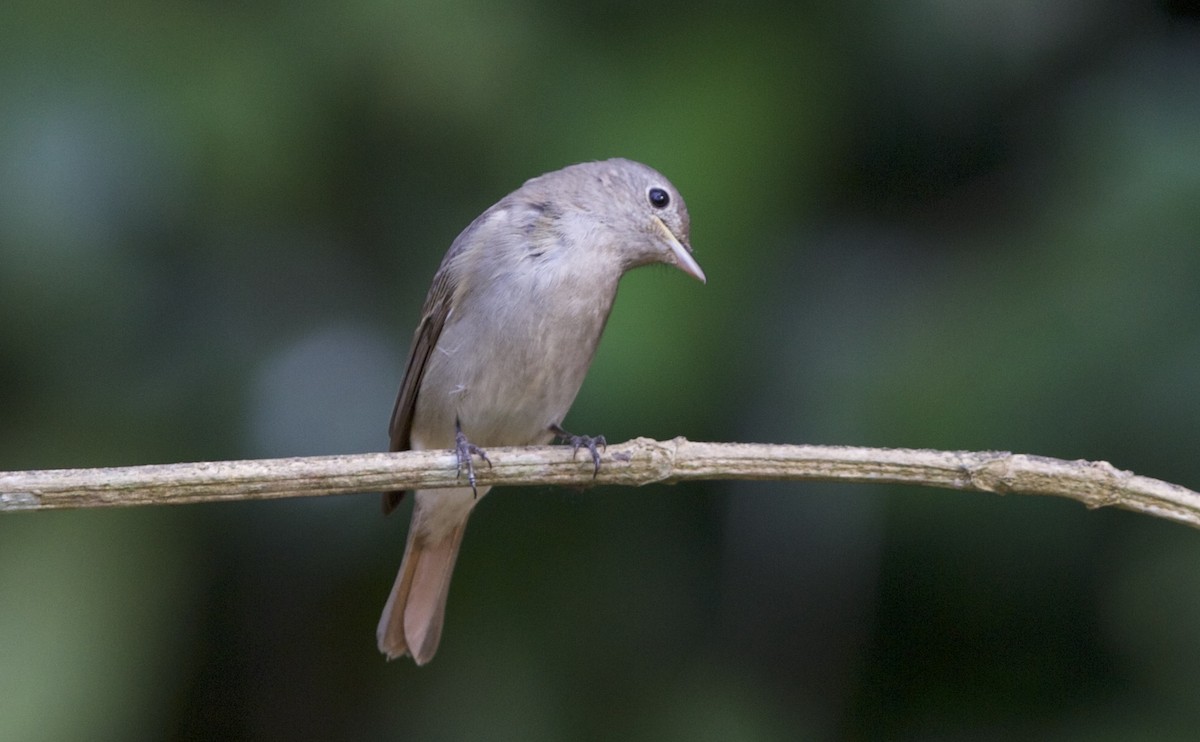 Rusty-tailed Flycatcher - ML78210841