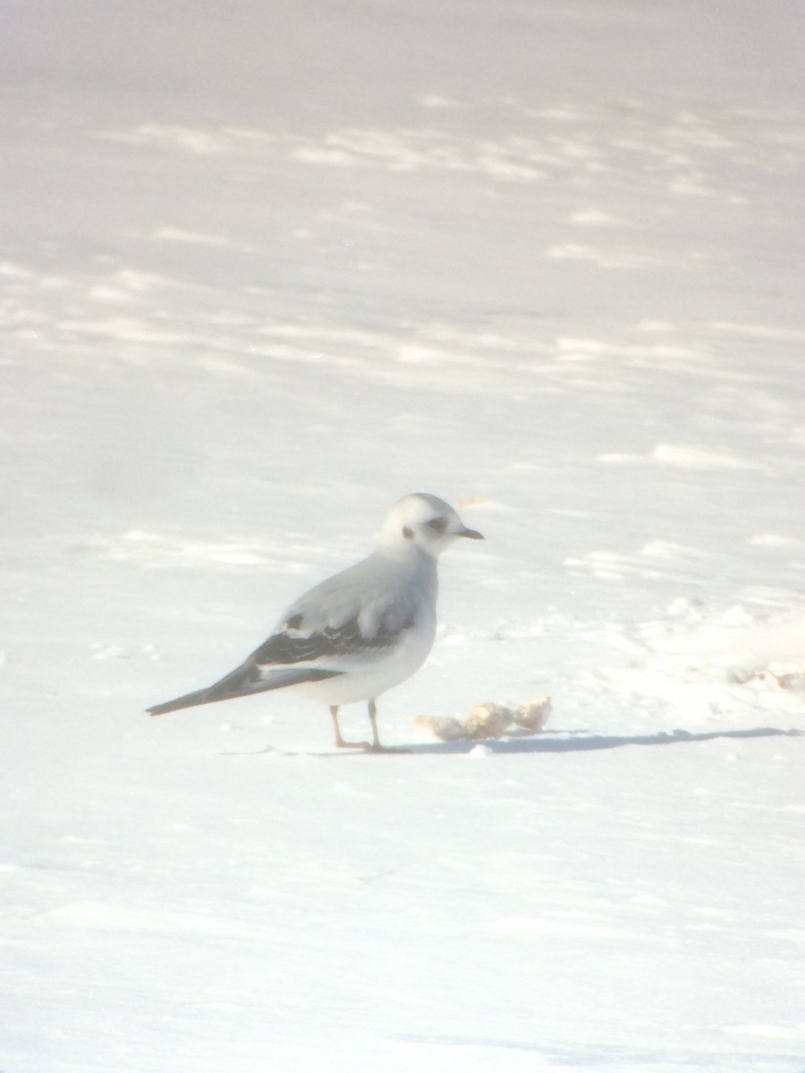 Ross's Gull - ML78210901