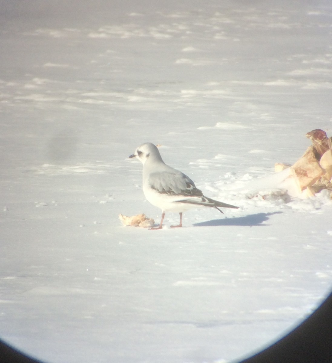 Mouette rosée - ML78210911