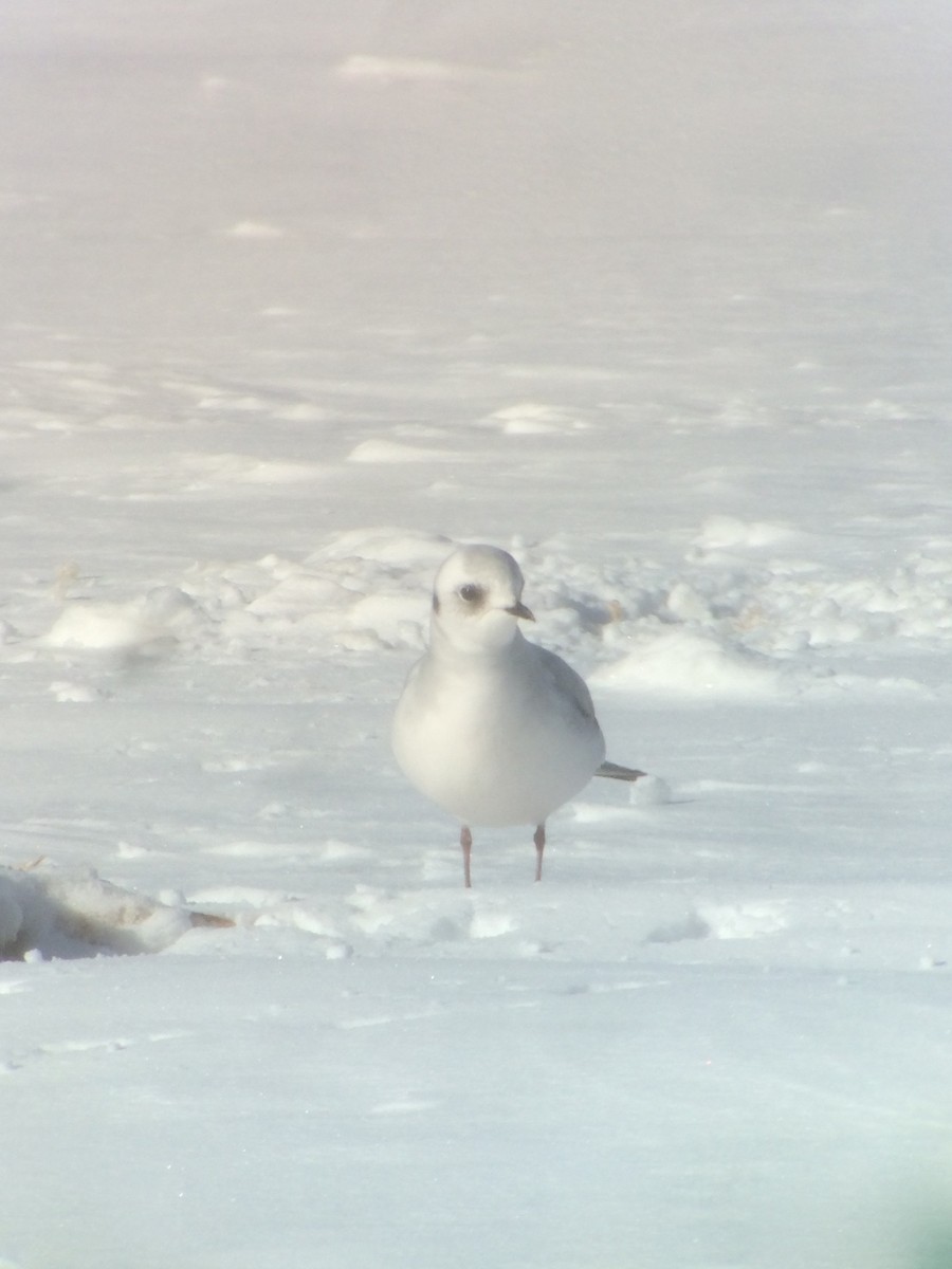 Mouette rosée - ML78210921