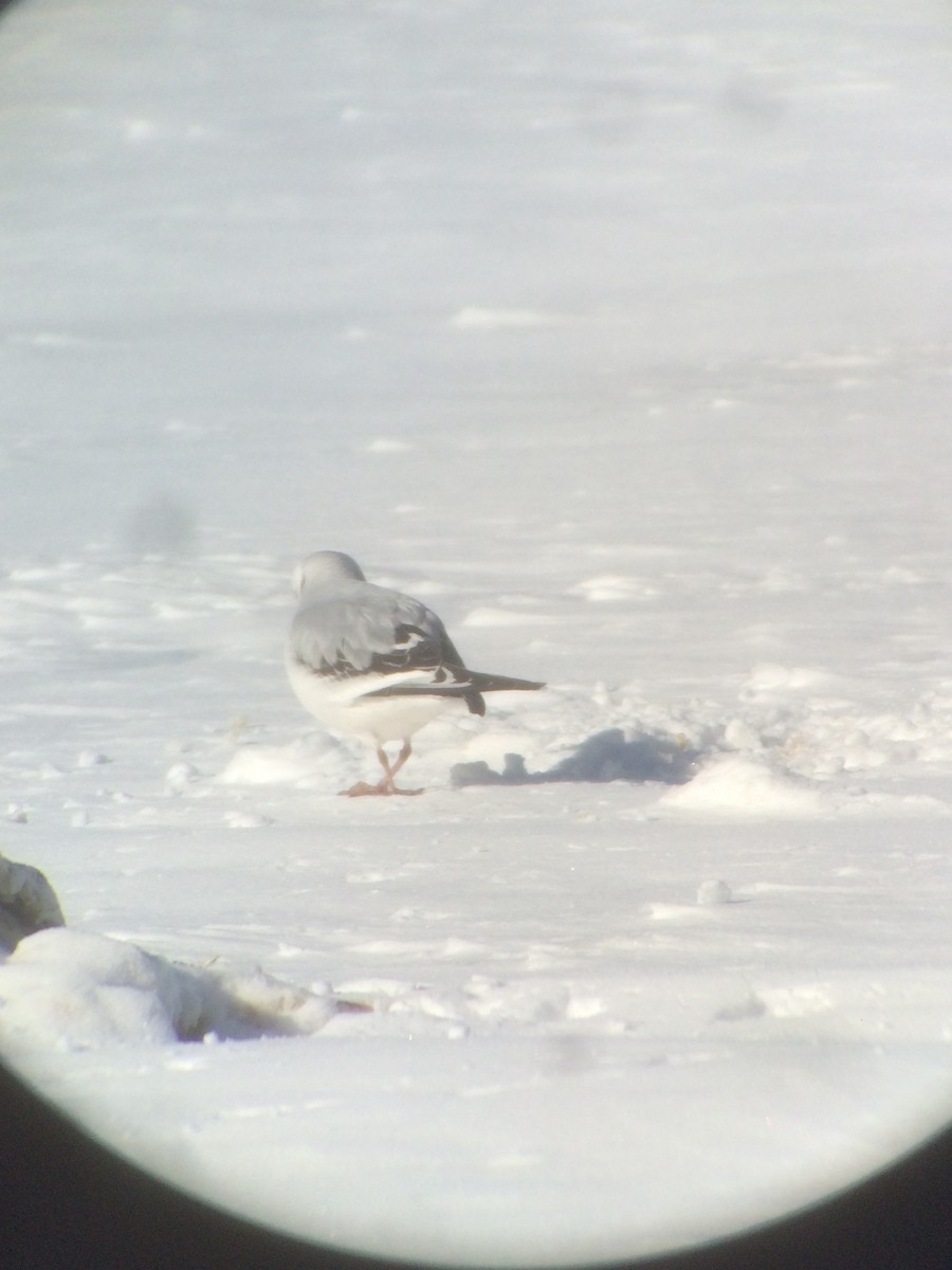 Ross's Gull - ML78210931